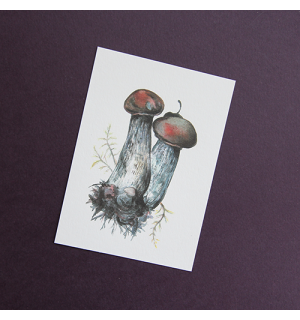 All Write Открытка почтовая Грибы, A6